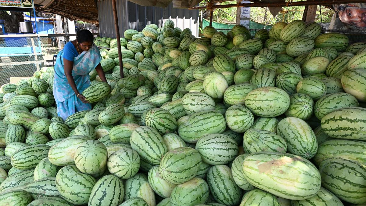 imranhindu's tweet card. Madras High Court directs Tamil Nadu government to consider compensation for farmers affected by watermelon scare within 8 weeks.