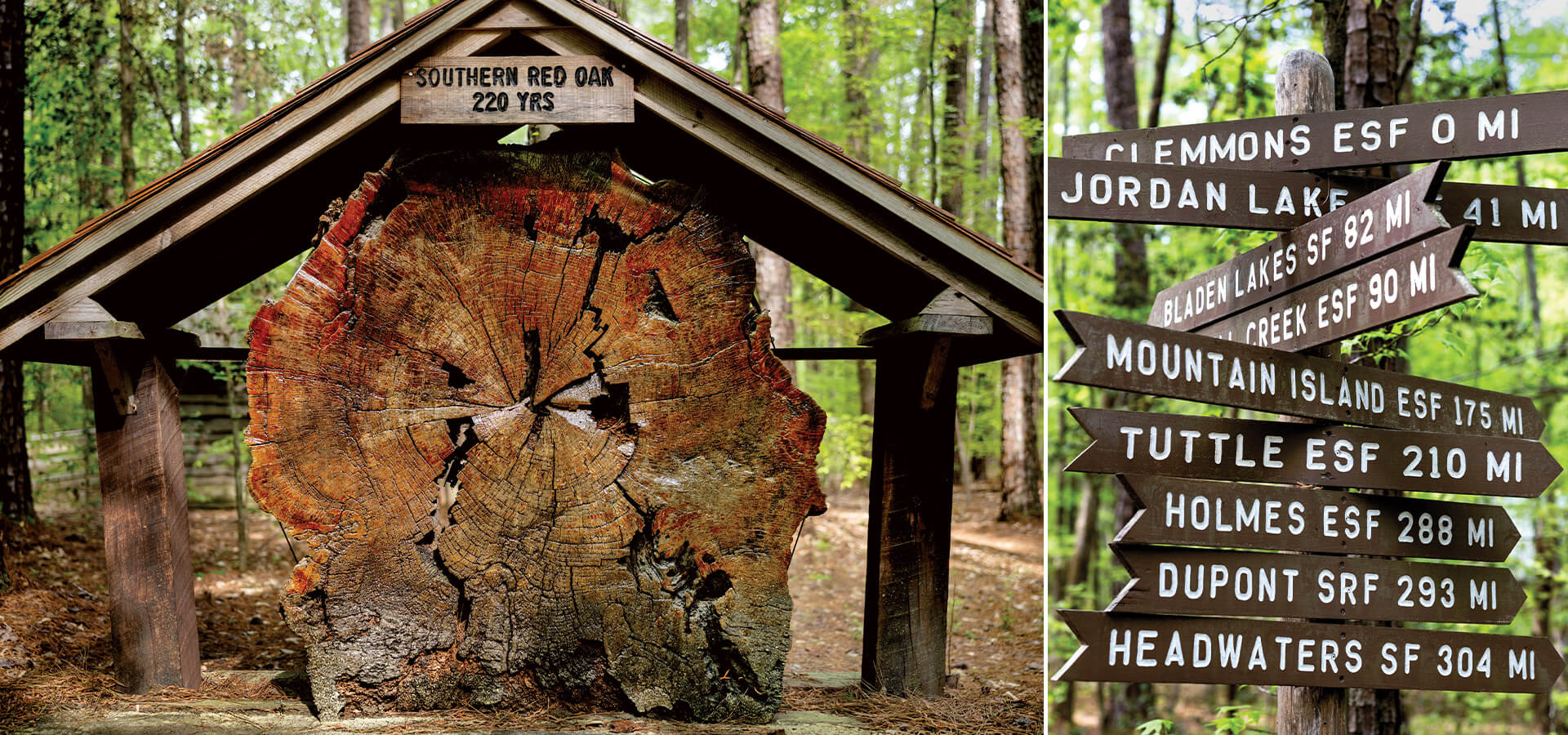 ncforestservice's tweet card. At Clemmons Educational State Forest, rangers help North Carolinians understand how almost every phase of their lives will be affected by the woods around them.