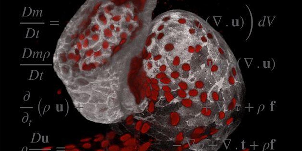 TheCrick's tweet card. Save the date for the 3rd Crick Beddington Developmental Biology Symposium.