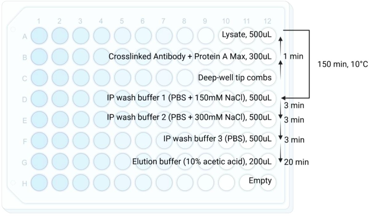 ReSyn_Bio's tweet card. Human leukocyte antigen (HLA) molecules are pivotal in guiding human adaptive immune responses through their presentation of peptide ligands, collectively kn...