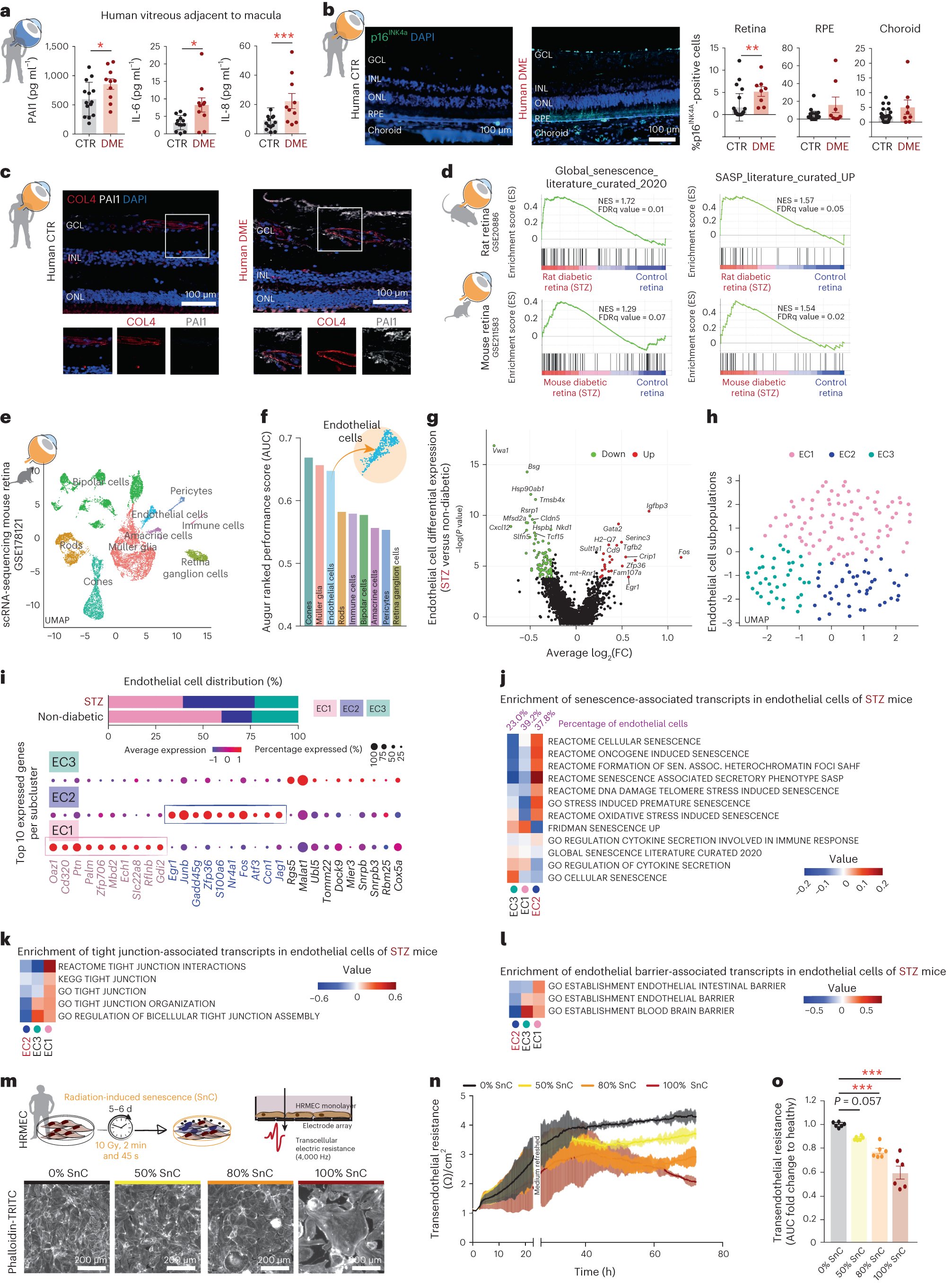 psapieha's tweet card. Nature Medicine - Small-molecule senolytic compounds targeting BCL-xL were beneficial in a mouse model of diabetic edema and well tolerated when tested in a phase 1 trial involving eight patients...