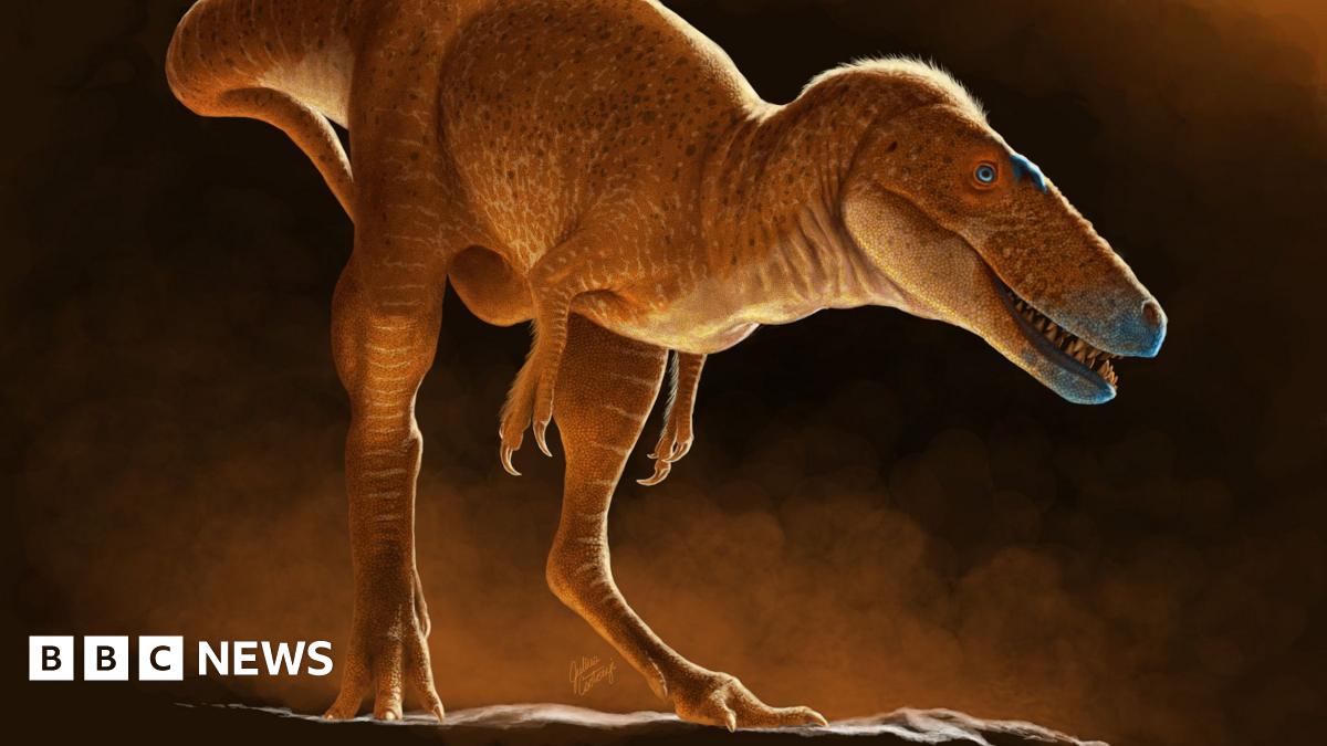 BangorBioZoo's tweet card. The dinosaur skeletons, found hidden in a museum collection in Mongolia, is an ancestor of the mighty tyrannosaurs.