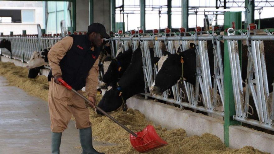 f_miranda_s's tweet card. La alianza Covap-Cruz Roja ha permitido el desarrollo de un programa que ha significado la contratación de varios jóvenes procedentes de Mali y Senegal en empresas de vacuno de leche de la comarca