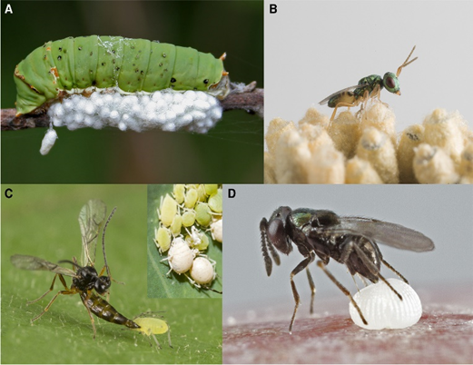 HPI_network's tweet card. By Pablo Ruy-Perez Edited by Parker Volk and Hayley Gorman How are chemical pesticides harmful? Throughout human agricultural history, we have developed some quite efficient methods of agriculture …