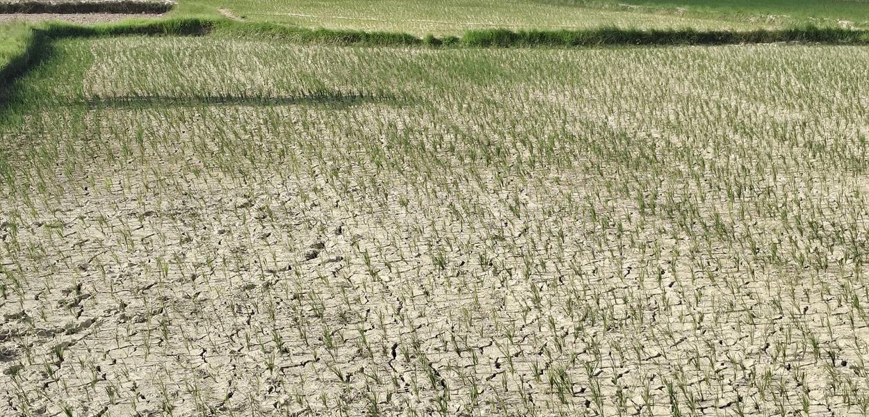 Kishore_chandra's tweet card. Tarai districts gasp for water