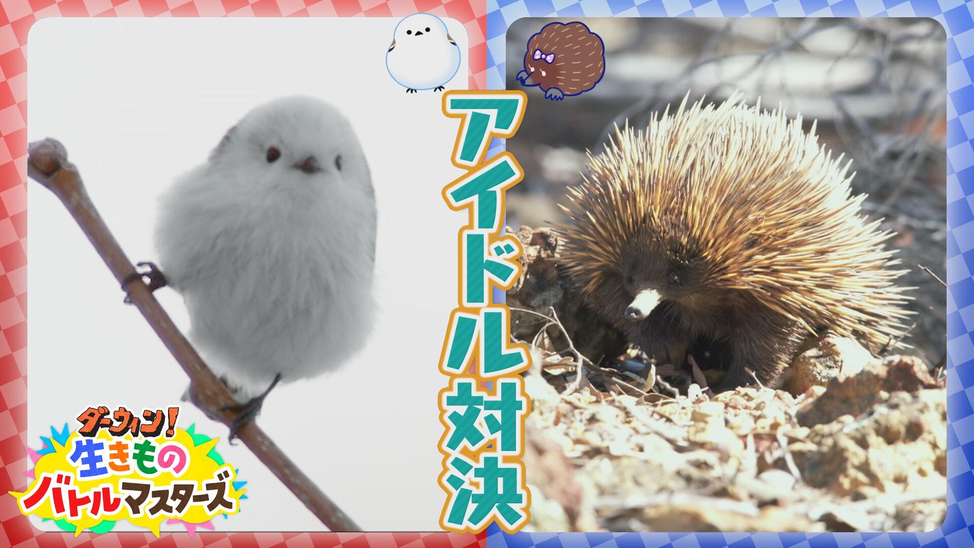 nhk_darwin's tweet card. 生きものスクープ映像×アニメ×カードバトル！？自然番組「ダーウィンが来た！」の特別版。今回は「アイドル対決」をテーマに、シマエナガとハリモグラのスゴ技に注目！