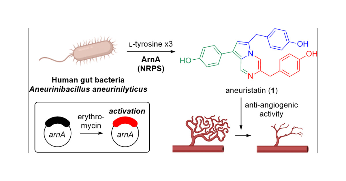 ChungSubKim's tweet card. The interplay among antibiotics, gut microbiota, and disease pathogenesis remains poorly understood, particularly in the context of rare gut bacteria. This study identifies a novel correlation...