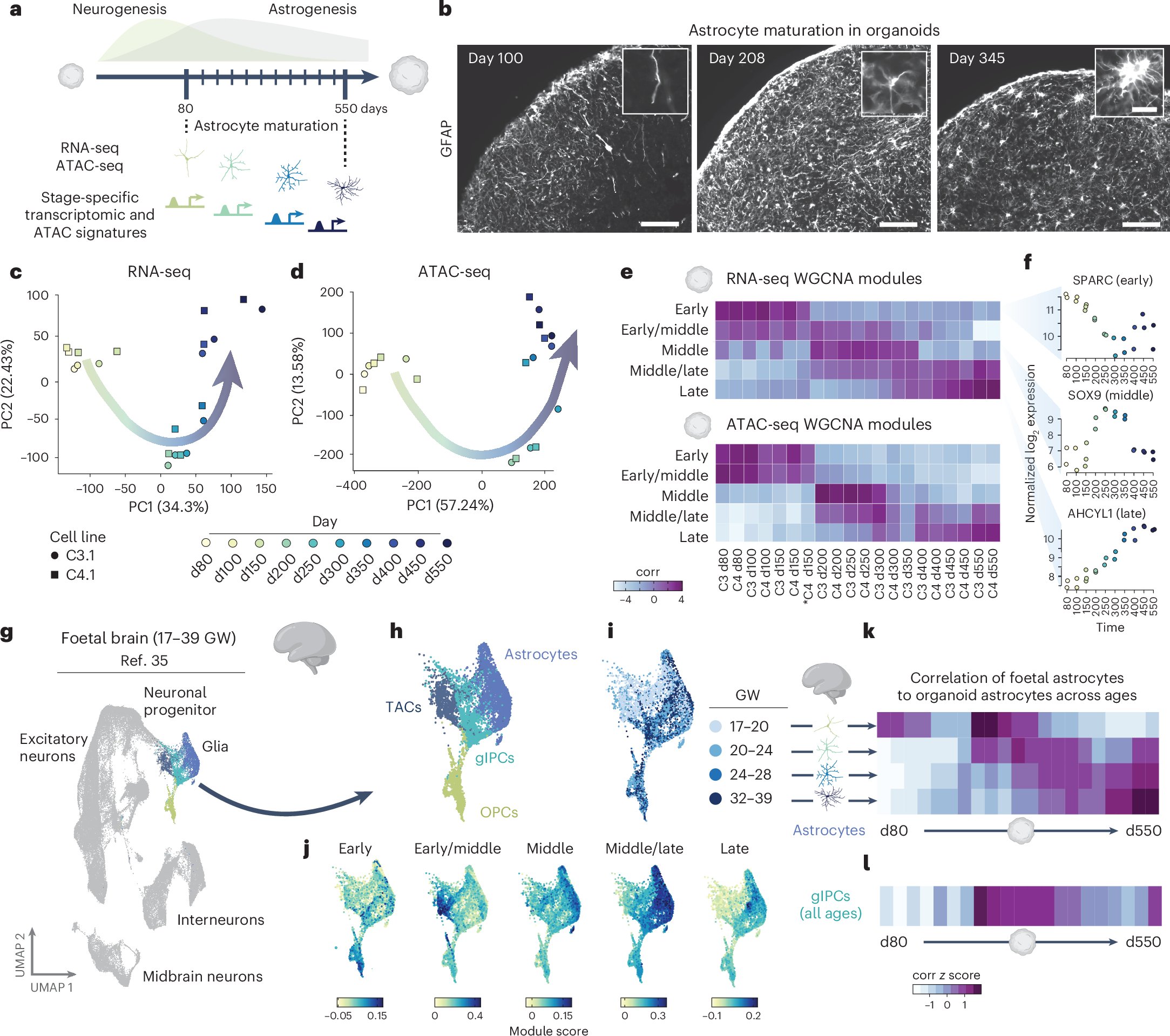 NatureCellBio's tweet card. Nature Cell Biology - Sojka et al. analyse the transcriptomic and epigenomic landscape of human astrocyte maturation and identify an epigenetically regulated intermediate state associated with...