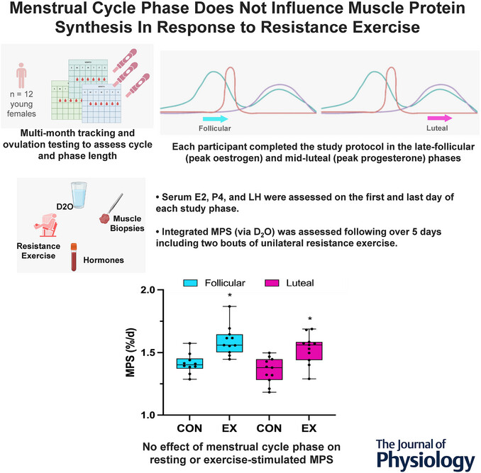 james_mckendry's tweet card. Abstract figure legend In this study, we used best-practice methodology to establish menstrual cycle phases of women. We used stable isotope methodologies to assess muscle protein synthesis (MPS) in...