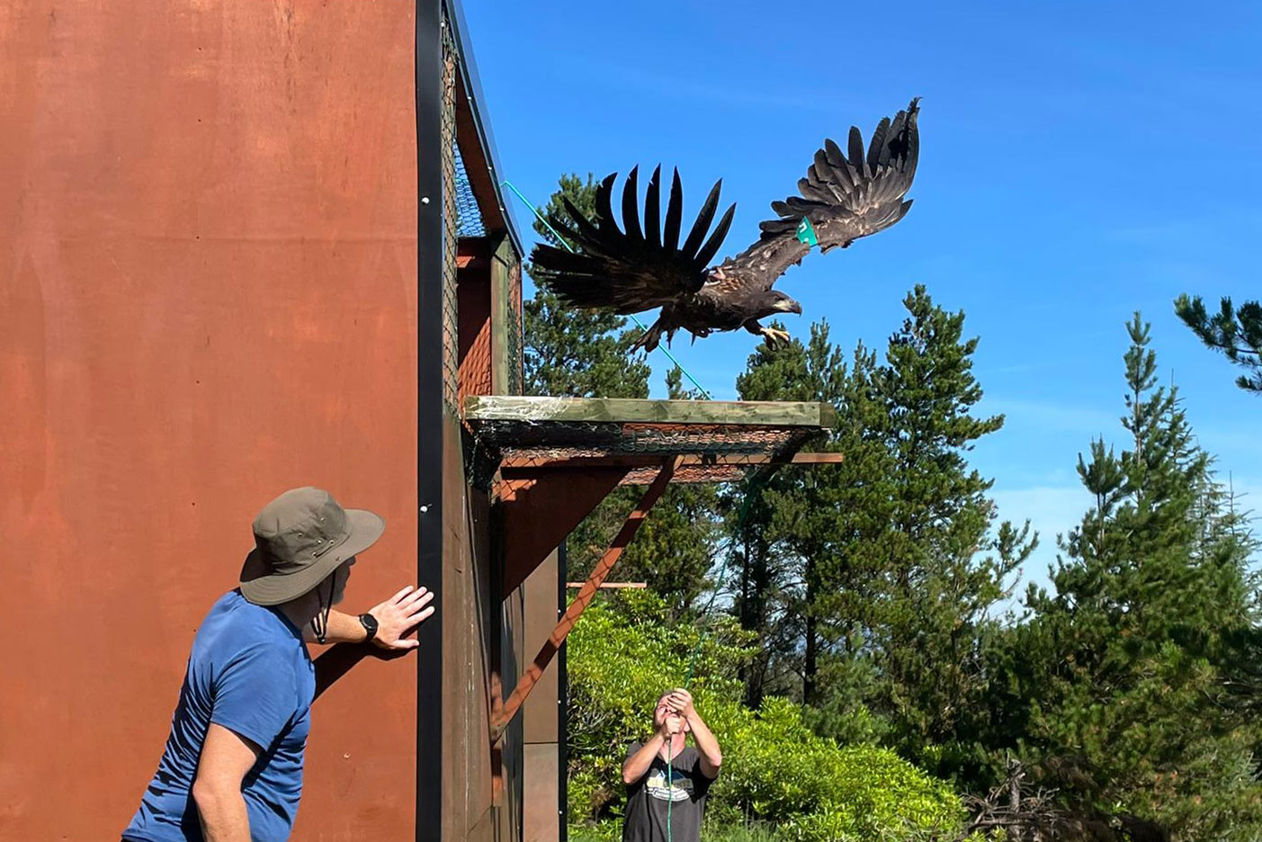 IrlEmbOslo's tweet card. Like many other predators and birds of prey, the sea eagle has historically been seen as a competitor for wild and fish resources and a threat to livestock, leading to intense persecution. As a...