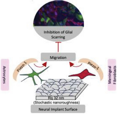 vbprovencher's tweet card. Glial scarring (GS) occurs due to the activation of astrocytes in response to a physical insult to the brain, such as the insertion of a neural implant. Here, a biophysical paradigm for inhibiting...