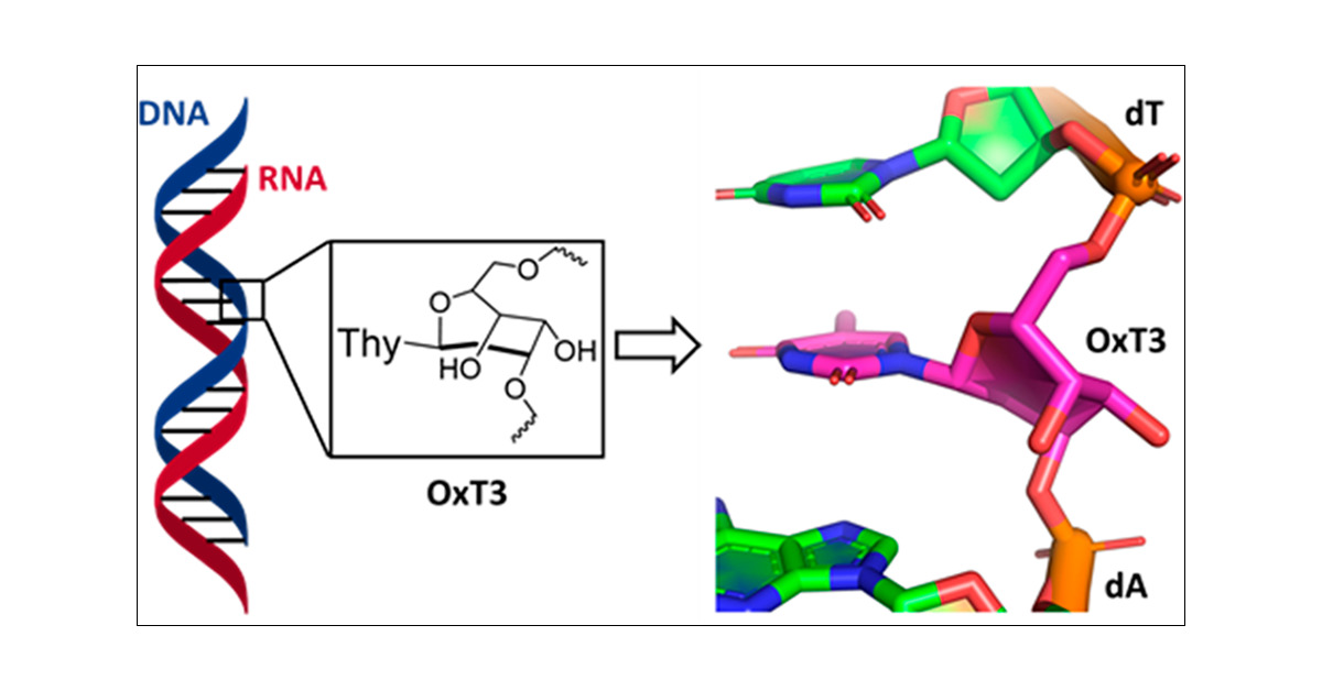 NACB_IITB's tweet card. Herein we describe results on the pairing properties of synthetic DNA and RNA oligonucleotides that contain nucleotide analogues with a 7-membered sugar ring (oxepane nucleotides). Specifically, we...