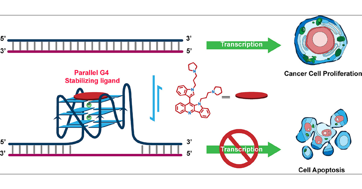 NACB_IITB's tweet card. Preferential stabilization of G-quadruplex (G4) structures using small-molecule ligands has emerged as an effective approach to develop anticancer drugs. Herein, we report the synthesis of three...