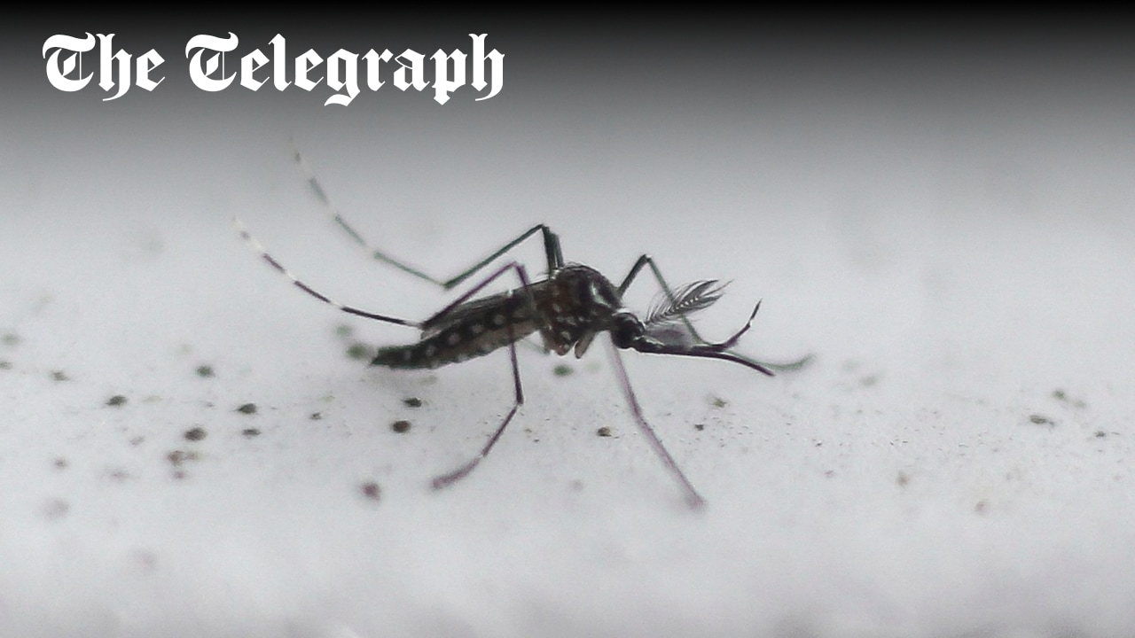 Telegraph's tweet card. An ambitious initiative to curb the spread of dengue is attempting to breed the virus out of existence