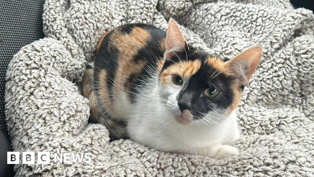 BBCNEandCumbria's tweet card. Mini has been missing for more than three months after a reported house break-in.