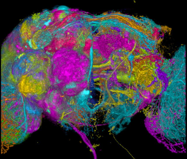 PennNeuroKnow's tweet card. What if we had Google Maps for the brain? Scientists recently charted every connection in a fruit fly’s brain. Six months later, the discoveries are just getting started!