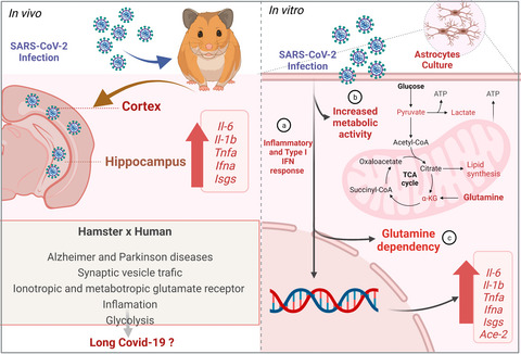 neuroimmune_usp's tweet card. Intranasal in vivo infection of Syrian hamster and in vitro infection of astrocytes by SARS-CoV-2 induces increased expression of pro-inflammatory cytokines and interferon-stimulated genes. Astrocy...