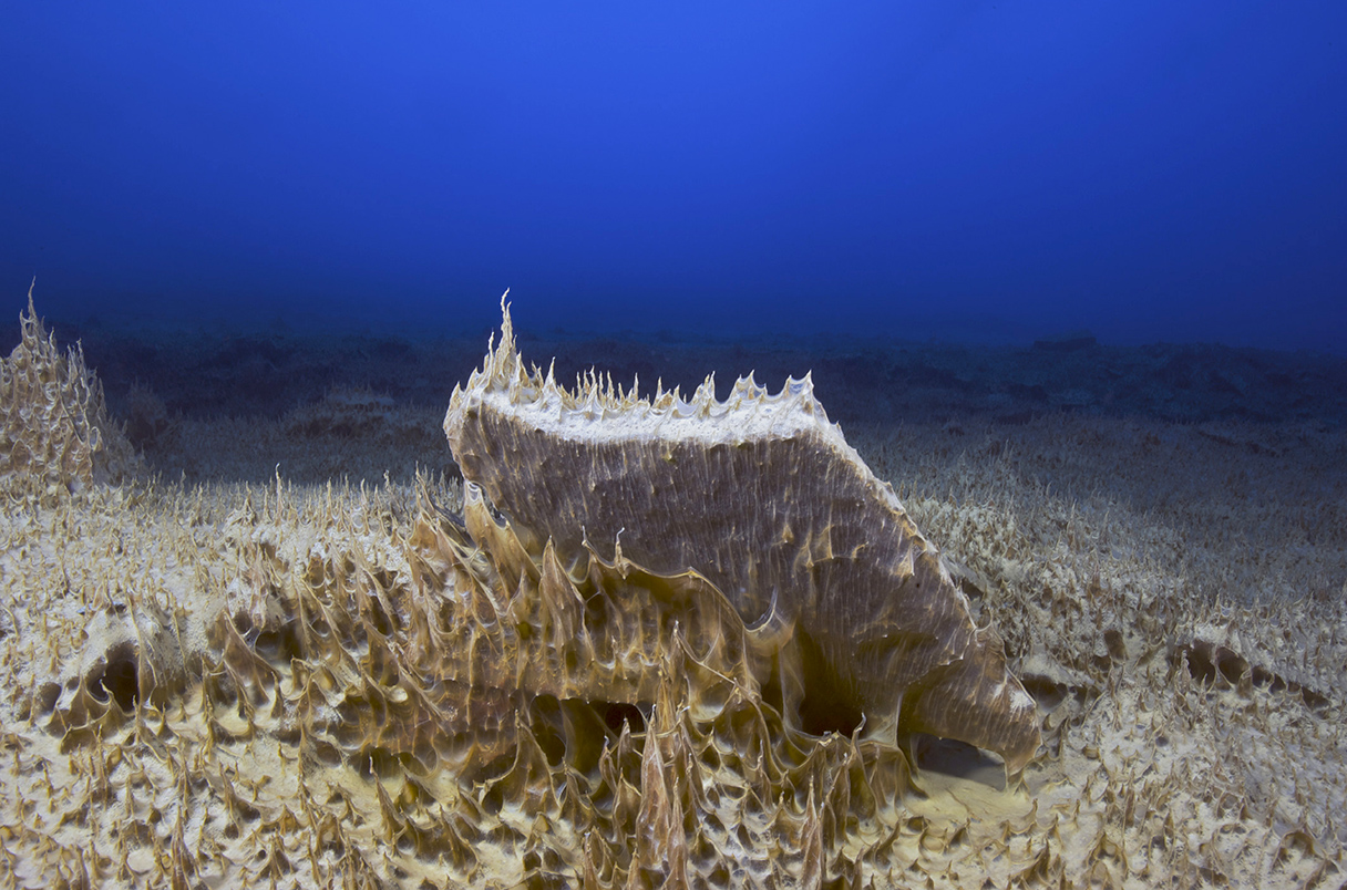 daleandersen's tweet card. Overlooked rock samples from 640 million years ago record microbes hanging on beneath frozen oceans