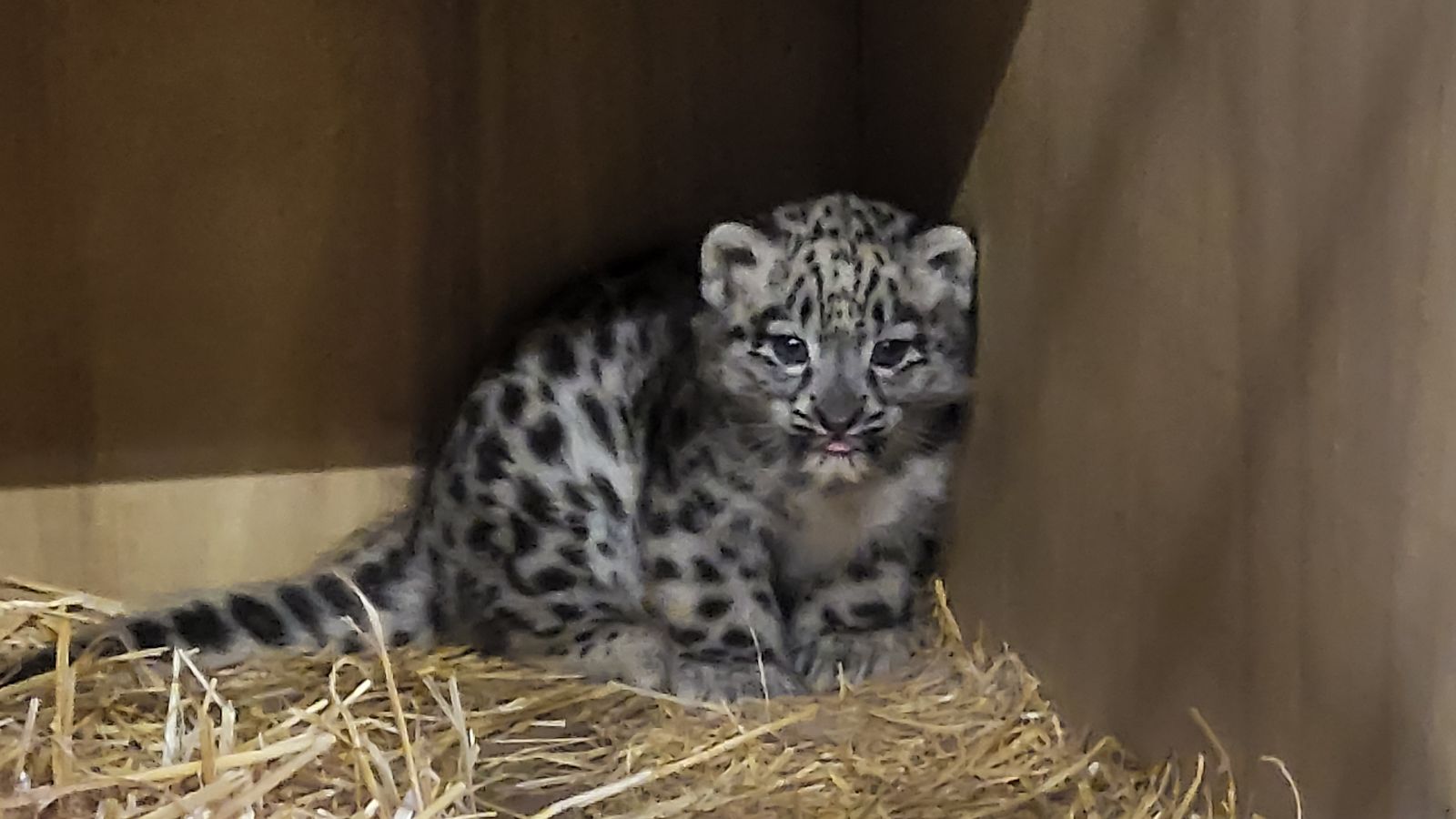 GranadaReports's tweet card. CCTV cameras at Chester Zoo have captured precious early moments between the newborn cub and its mum. | ITV News Granada