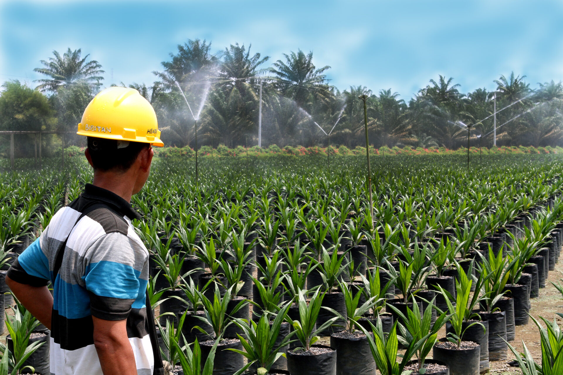 palmoilmonitor's tweet card. Indonesia secures 19% rate on palm to US as Malaysia negotiates against August 1 deadline; Difference in pricing could further tilt US demand to Indonesia; Chancellor Merz and 18 farm groups demand...