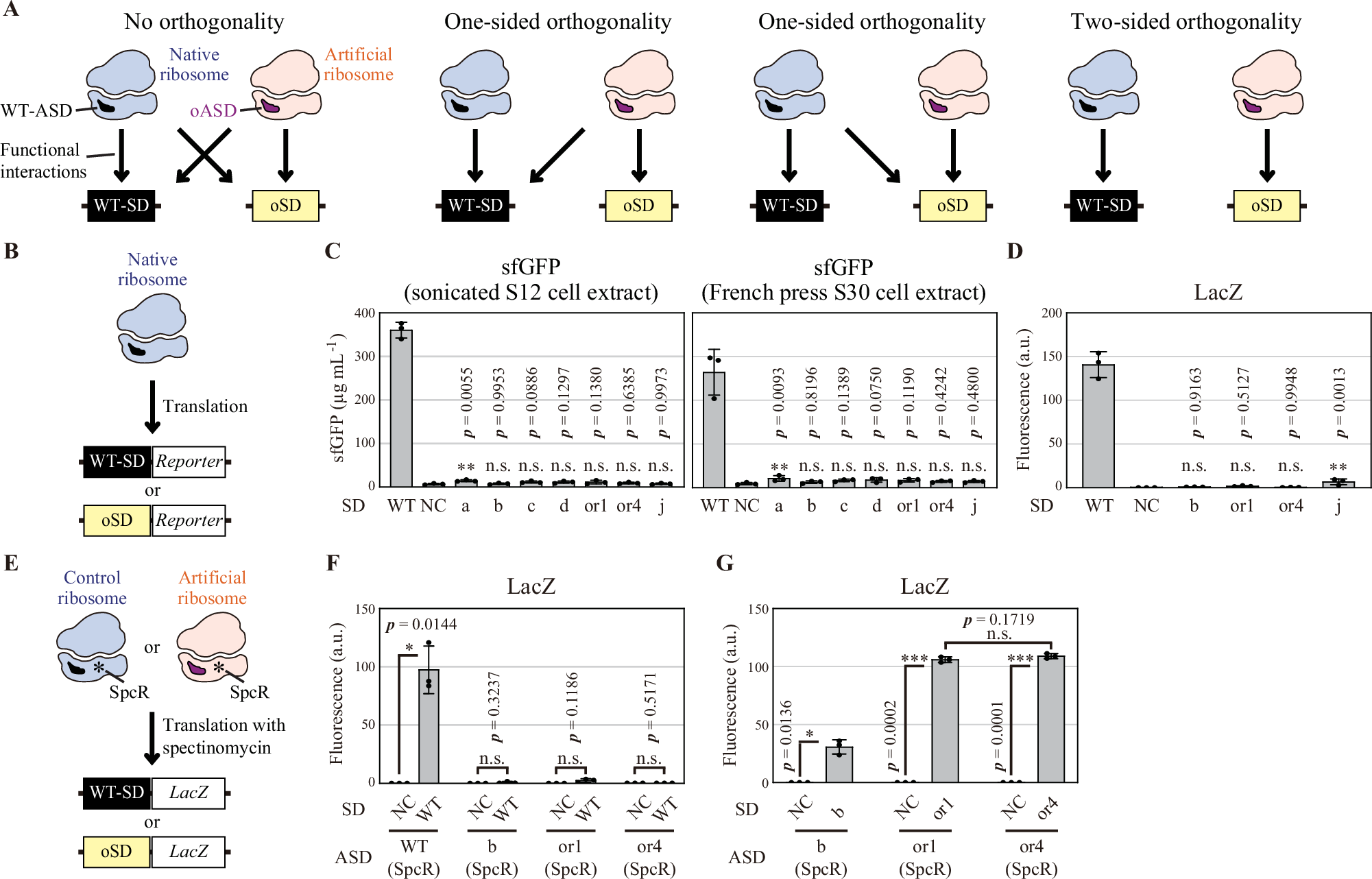 RNAbiker's tweet card. Nature Communications - The realization of ribosome biogenesis in vitro is recognized as a critical milestone in the creation of artificial cells. Here, the authors developed a method to detect...