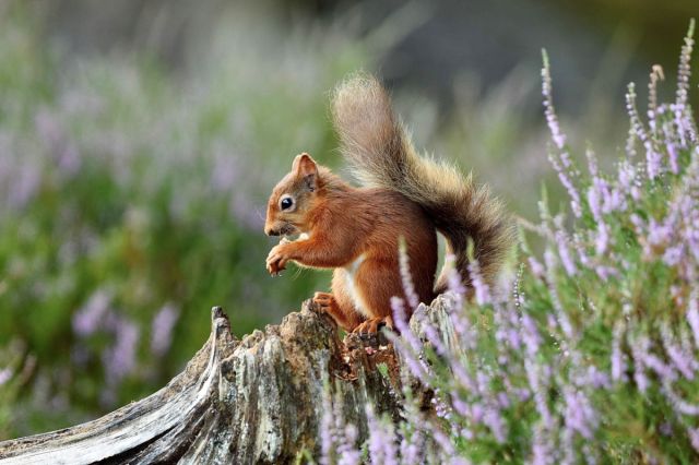 CSquireMagazine's tweet card. BY BRENDAN ANDERSON Time to Rethink Airgun Licensing in Scotland? In 2017, Scotland introduced strict licensing requirements for air rifles following a tragic incident involving an illegally used a…