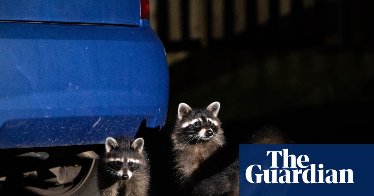 hedgehoghugh's tweet card. Many in Kassel have embraced the animal but the EU classes it as an invasive species and ecologists are divided about what to do next
