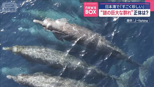 amsumiyoshi's tweet card. 日本海で非常に珍しい“巨大な群れ”の撮影に成功。その正体は。 撮影者 「最初はイカのように見えた」 　水を噴き出しながら水面付近を泳ぐ黒い群れは、富山湾沖で撮影された映像です。 　撮影者はクル