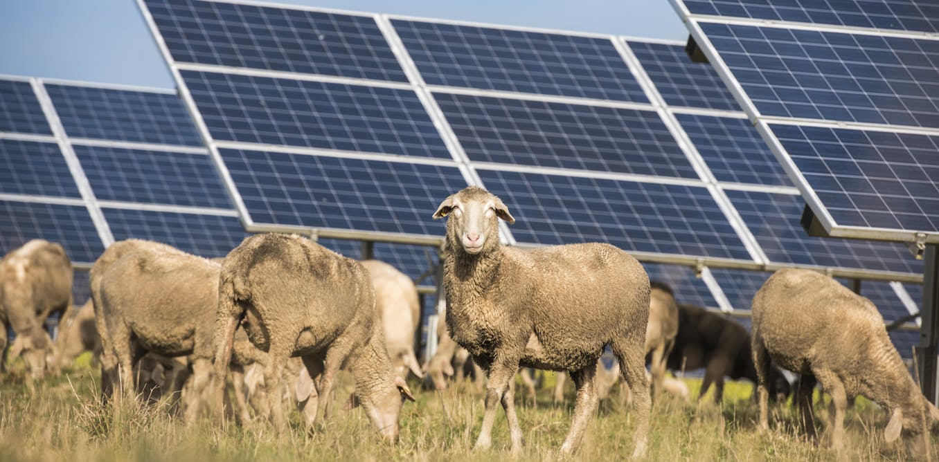 ConversationCA's tweet card. Agrivoltaics — a portmanteau for agriculture and photovoltaics — has enormous potential to solve our climate and energy problems simultaneously.