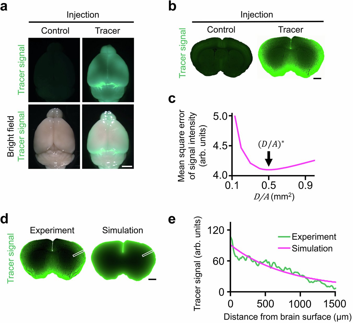 MechgenLab's tweet card. Nature Communications - The functional consequences of the brain changes during evolution remain unclear. Here, the authors use mathematical modeling and experimental validation to demonstrate a...
