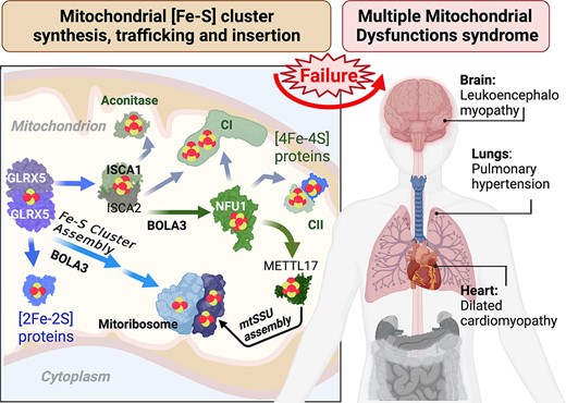 HAntonicka's tweet card. Abstract. The human mitochondrial ribosome contains three [2Fe–2S] clusters whose assembly pathway, role, and implications for mitochondrial and metabolic