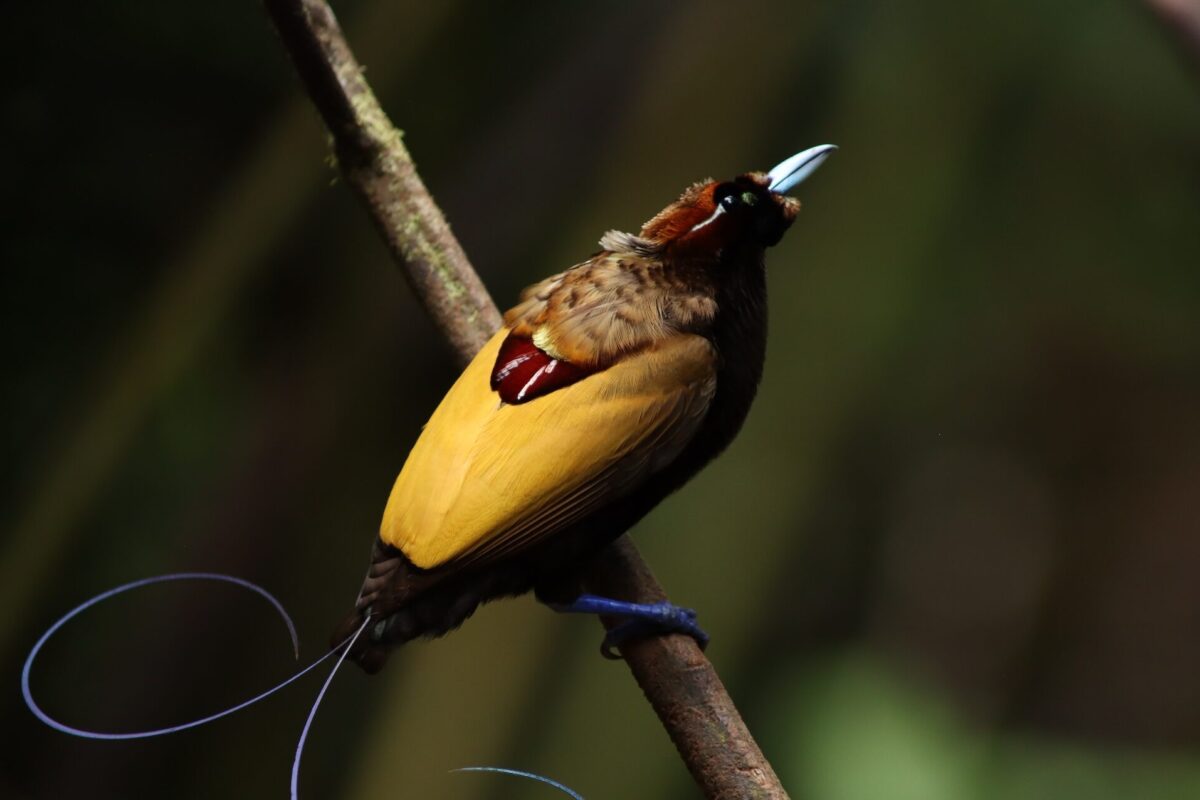 BioGeoKreft's tweet card. The island of New Guinea is famed for its eye-popping diversity of plants, animals and human cultures. Estimated to host one-tenth of Earth’s species, it’s the world’s second-largest island and has...
