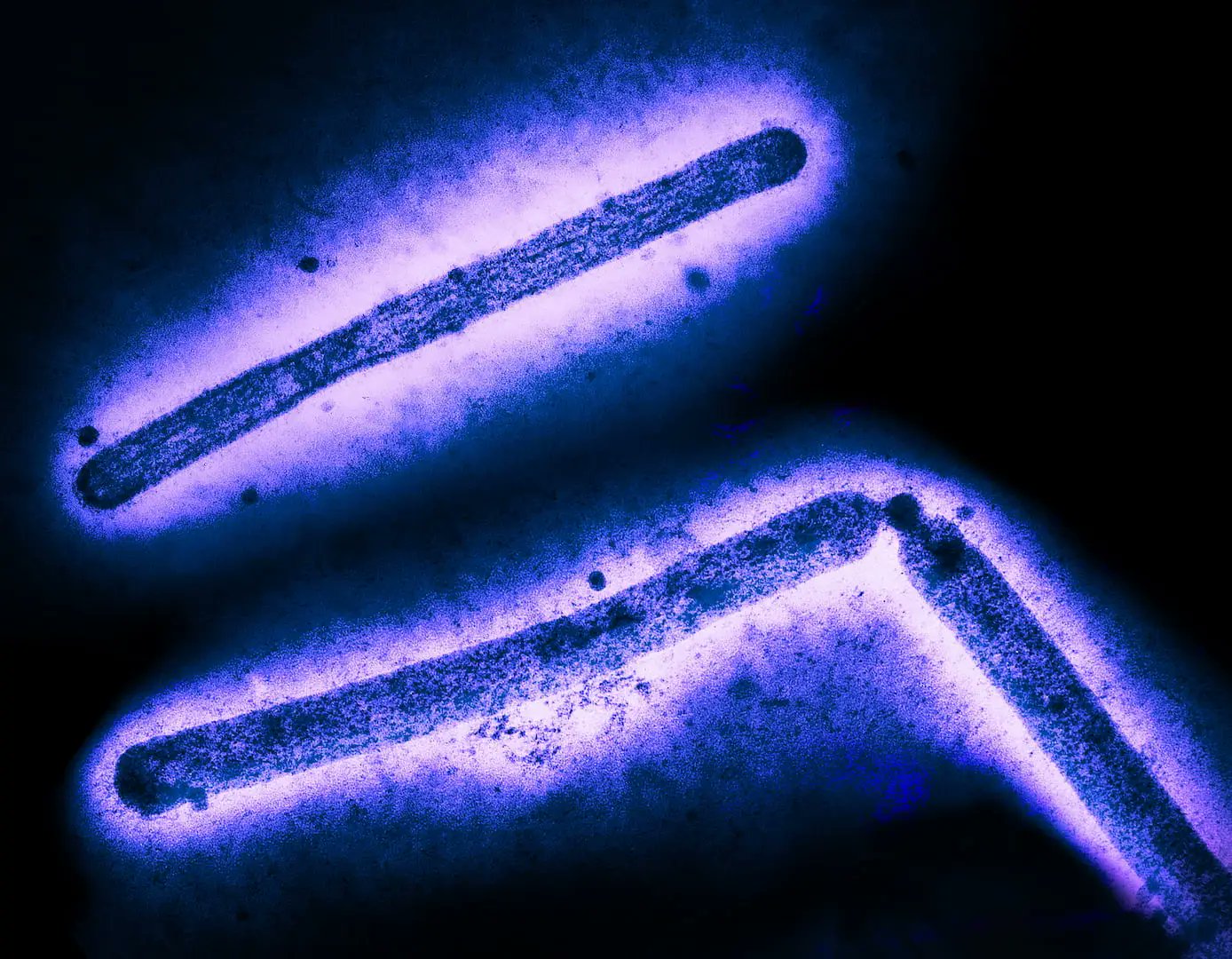 SetteLab's tweet card. New LJI research suggests many people already have T cells with the power to fight