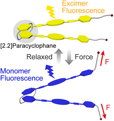 mesohierarchy's tweet card. Hinge-like supramolecular mechanophores utilizing [2.2]paracyclophane have been developed. In the force-free state, the rigid [2.2]paracyclophane forces two luminophores into proximity, leading to...