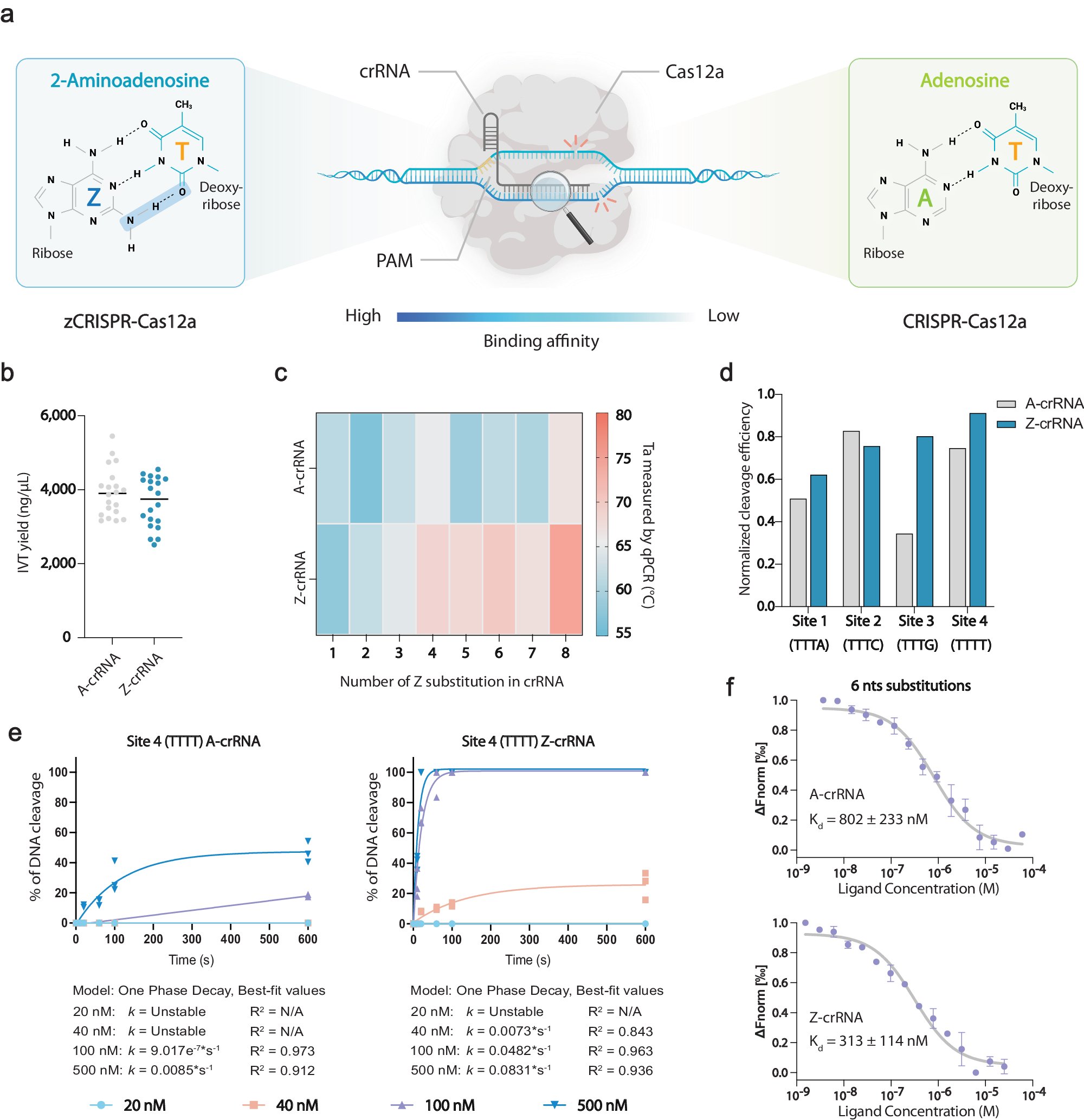 HuiminZhaoLab's tweet card. Nature Communications - The inclusion of base Z has the potential to heighten the binding affinity between complementary nucleic acids. Here, the authors integrated base Z into CRISRP-Cas12a crRNA...