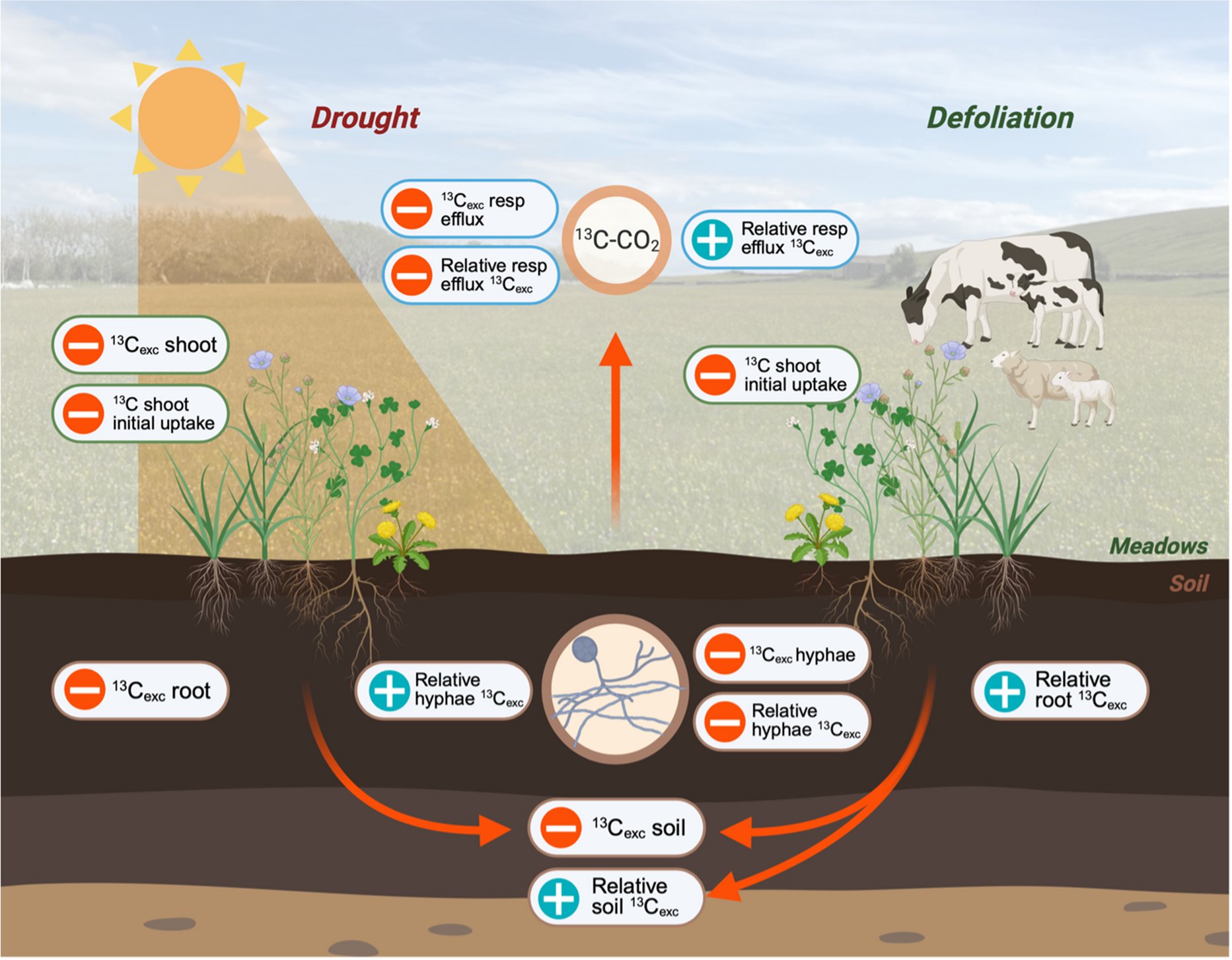SoilEcolUoM's tweet card. Plant and Soil - The allocation of recent plant photosynthates to soil via arbuscular mycorrhizal (AM) fungi is a critical process driving multiple ecosystem functions in grasslands. Yet, our...