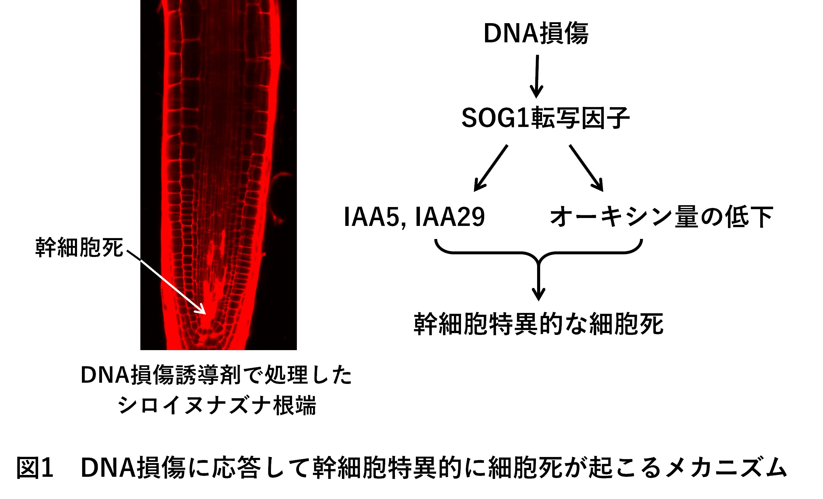 NAIST_BS's tweet card. 梅田正明教授らは、植物がDNA損傷に曝された際に、幹細胞だけが細胞死を引き起こすメカニズムを明らかにしました。この成果は、植物がDNA変異の発生を防ぎ長寿命性を発揮する背景を理解するのに役立つだけでなく、ヒトの医療技術の開発にも新たな視点を…