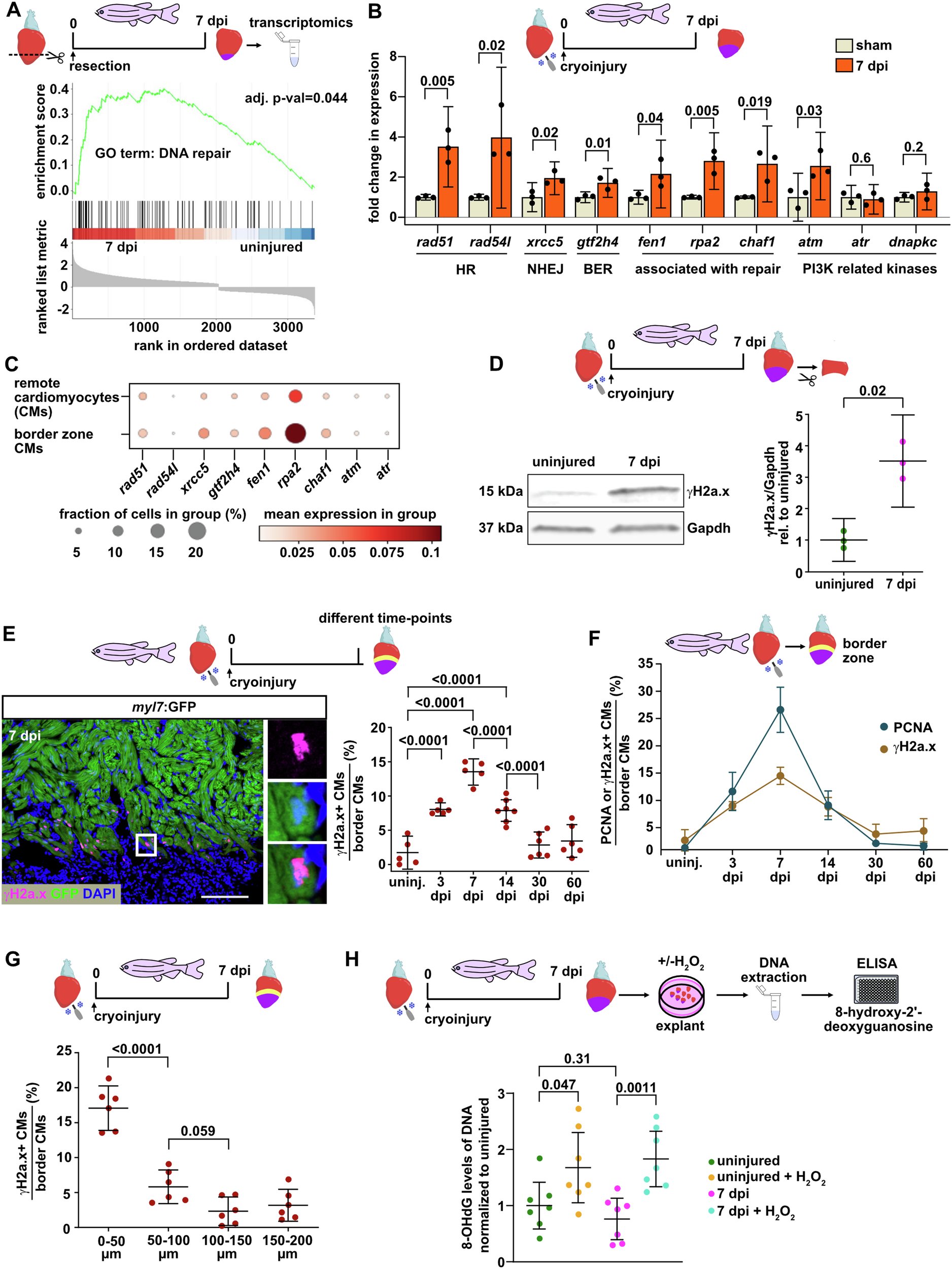 WeidingerLab's tweet card. Nature Communications - Zebrafish show robust heart regeneration after injury. Here they show that zebrafish cardiomyocytes experience replication stress, which BMP signaling alleviates via a...