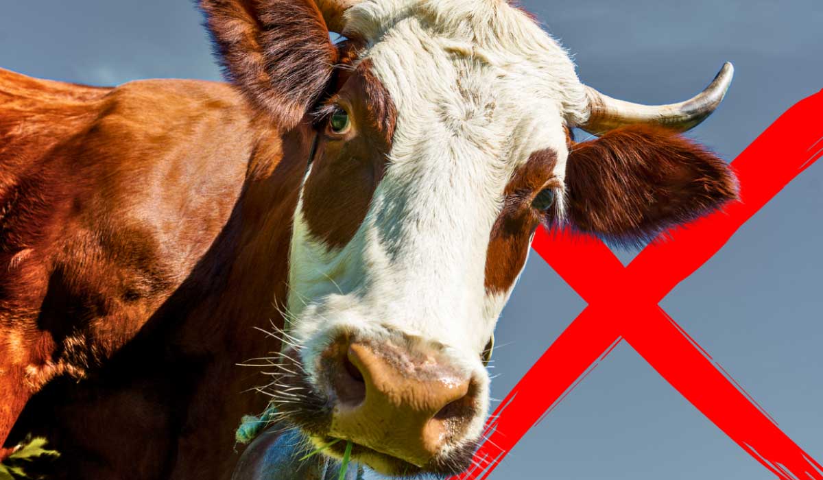 OABA_Off's tweet card. Construisons une politique sanitaire basée sur l'anticipation et non la réaction, pour protéger le bien-être animal...