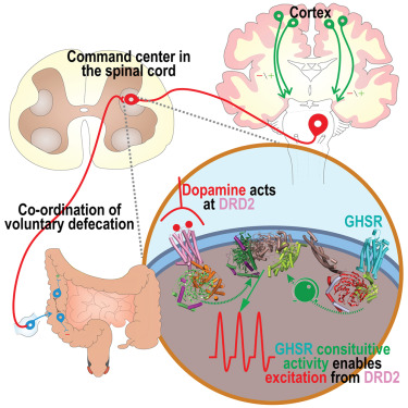 SebFurness's tweet card. Dopamine is the relevant neurotransmitter in the spinal-cord voluntary-defecation command center. Dehkhoda et al. demonstrate that dopamine’s atypical excitation via the dopamine D2 receptor requires...