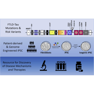 karchlab's tweet card. In this article, Karch, Temple and colleagues describe a resource of fibroblasts, patient-derived induced pluripotent stem cells, and genome engineered stem cells with comprehensive clinical histor...