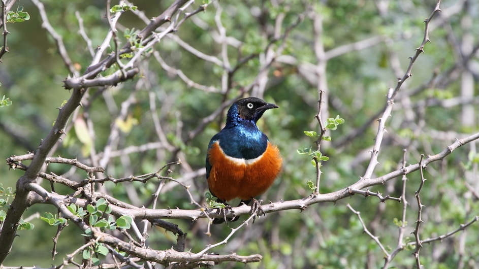 ColumbiaScience's tweet card. A study of starlings in Africa shows that they form long-term social bonds similar to human friendships.