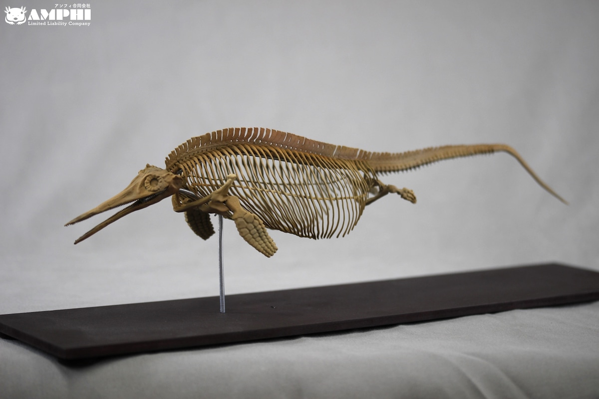 Amphi09LLC's tweet card. イクチオサウルス (Ichthyosaurus) の復元全身骨格模型、およそ10分の1縮小サイズです。　ステノプテリギウスの論文を元にスカルプトした、アンフィオリジナルのデータです。精度の高い光造形式の3Dプリンターで出力しているため、大変精巧なディティールで3Dプリンター特有の積層の跡は目立ちません。【商品の情報】・本体サイズ：約L350×W70×H120 mm（高さは台座込み）・台座：約...