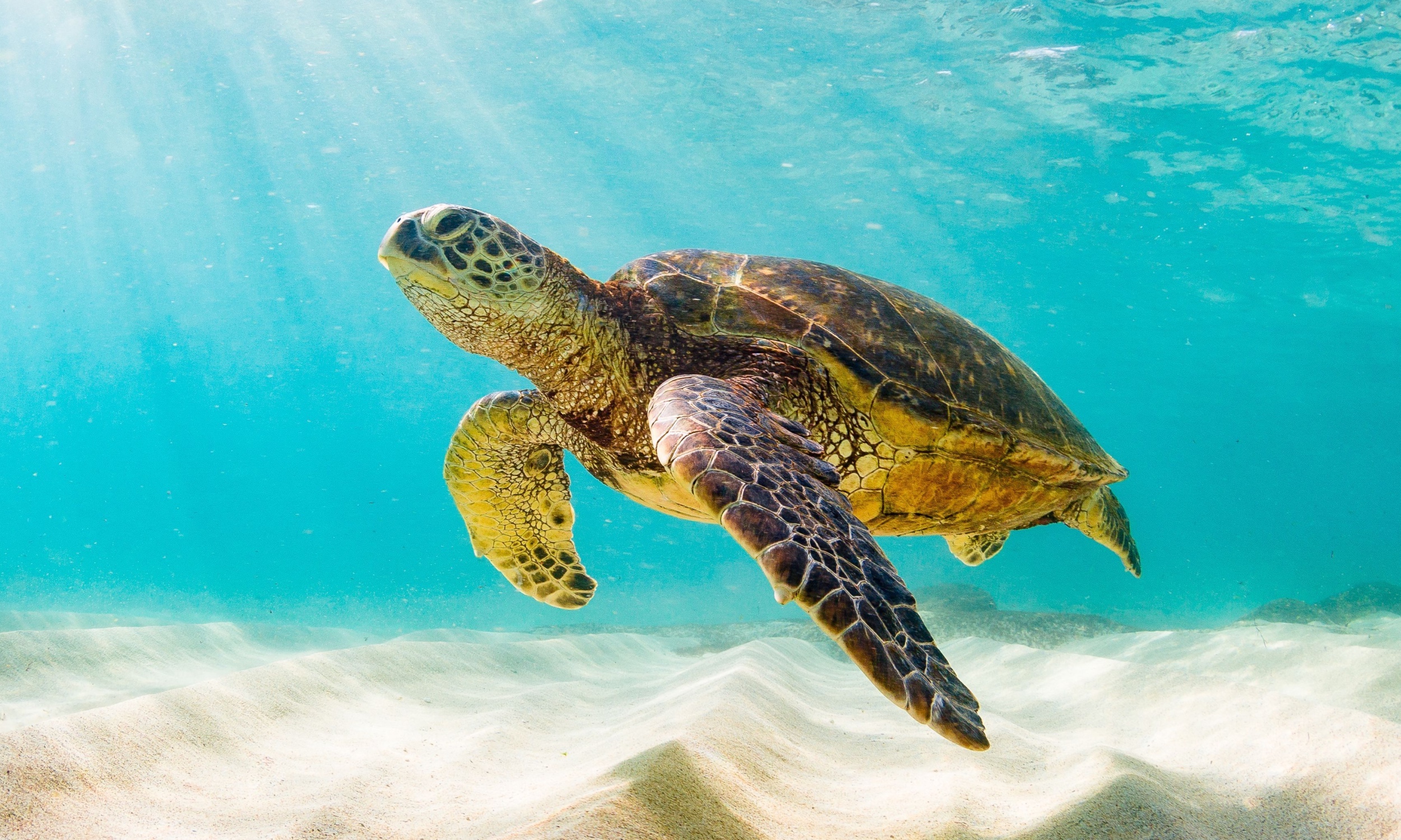 EliGreenbaumPhD's tweet card. Sea turtles in Cyprus are nesting earlier each year to cope with rising temperatures. Scientists found loggerheads nesting 0.78 days earlier.