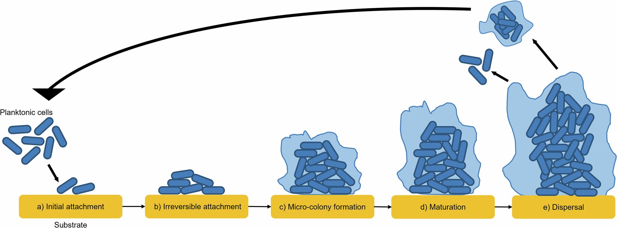 hoyu_liu's tweet card. npj Antimicrobials and Resistance - Mechanisms of antimicrobial resistance in biofilms