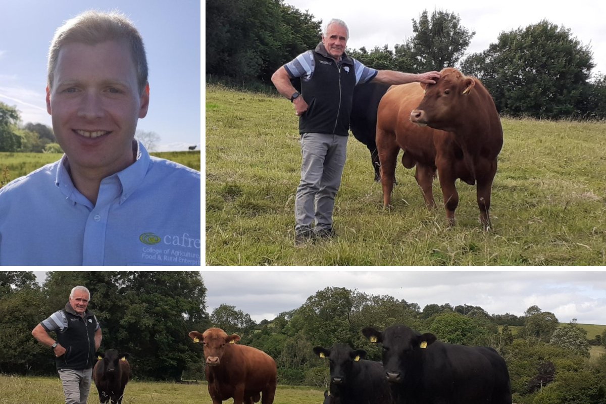 impartialrep's tweet card. The College of Agriculture, Food and Rural Enterprise (CAFRE) has launched a Themed Group programme focused on Suckler Cow Fertility, as part of the…