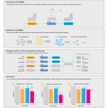 somet3000's tweet card. Zhou and Guruvayurappan et al. present a statistical framework for quantifying the joint activity of multiple enhancers from single-cell CRISPR perturbation experiments. They find that pairs of...