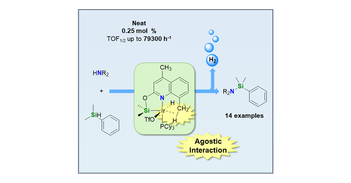 PacoFernandezA2's tweet card. An active catalytic system for the cross-dehydrogenative coupling (CDC) of a wide range of secondary amines with silanes is reported. The iridium(III) derivatives [Ir(H)(X)(κ2-NSiDMQ)(L)] (NSiDMQ =...