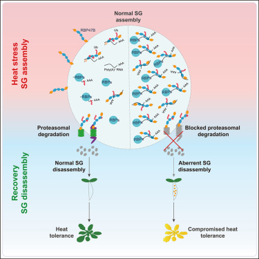 Xuemei_RNAlab's tweet card. The reversible formation of stress granules (SGs) is essential for human and plant stress adaption. Xie and colleagues investigate how 26S proteasomes regulate heat-induced SG dynamics and confer...