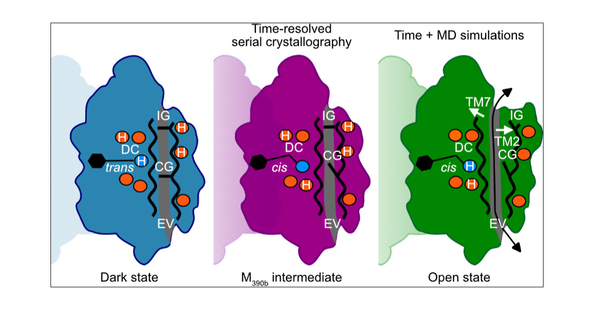HanSun_lab's tweet card. Channelrhodopsins, light-gated cation channels, enable precise control of neural cell depolarization or hyperpolarization with light in the field of optogenetics. This study integrates time-resolved...